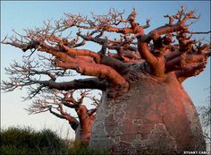 there are many trees growing out of the rocks