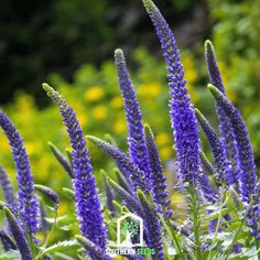 Veronica - Spiked Speedwell (Veronica spicata) - 50 Seeds - Southern Seed Exchange Growing From Seeds, Garden Border Plants, Veronica Spicata, Blue Flower Top, Plants Under Trees, Rose Hill, Border Plants, Ground Cover Plants