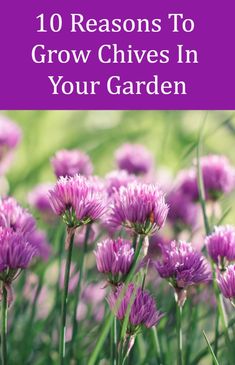 purple flowers with the words 10 reasons to grow chives in your garden