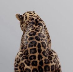 the back end of a giraffe's head against a gray sky background