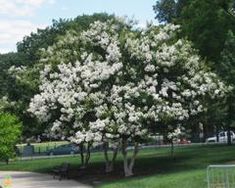 a white flowering tree in the middle of a park