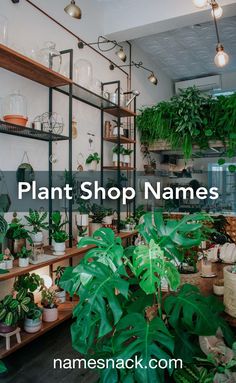 a room filled with lots of green plants and potted plants on shelves next to each other