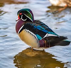 a colorful duck standing in the water