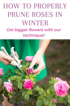 a person cutting flowers with scissors in front of the words how to properly prune roses in winter get bigger flowers with our technique