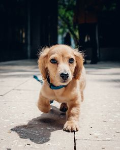 a small brown dog running across a sidewalk