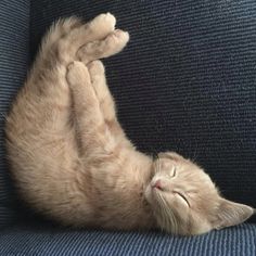 an orange cat laying on its back with it's paws in the air and eyes closed