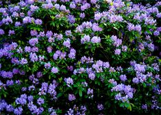 purple flowers growing on the side of a building