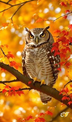 an owl is perched on a tree branch in front of autumn leaves with yellow and red colors