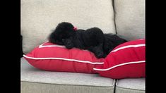 two black poodle puppies are laying on a red pillow that is sitting on a couch