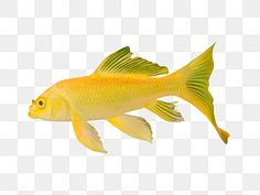 a yellow fish is swimming in the water, on a white background png clipart