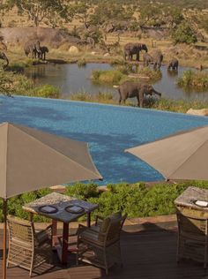 an outdoor dining area with tables and umbrellas overlooking the water's edge, elephants are in the distance