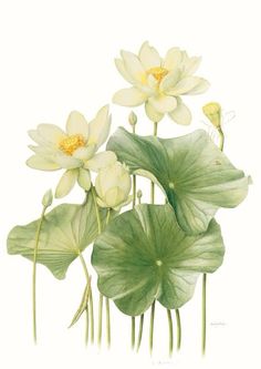 water lilies and leaves on a white background