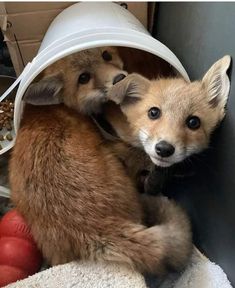 two foxes are sitting in a cone on top of each other and one is looking at the camera