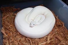 a white snake curled up on top of some straw