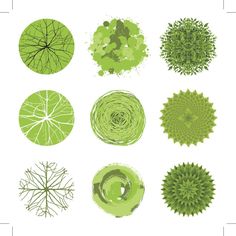 six different types of green plants and leaves in various shapes on a white background illustration