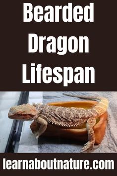 Bearded Dragon Lifespan Nature Website, Bearded Dragon Care, About Nature, Safe Cleaning Products, Bearded Dragon, Lizards, In The Wild, Reptiles, The Wild