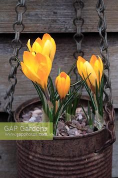 some yellow flowers are growing in a rusty potted planter hanging from a chain