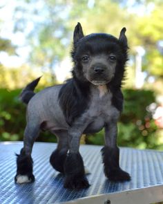 a small black dog standing on top of a metal table