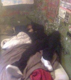 a black and white dog laying on top of a bed next to a pile of clothes