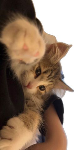 a small kitten is being held in the arms of someone's arm while they both are looking at the camera