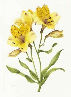 three yellow flowers with green leaves on a white background