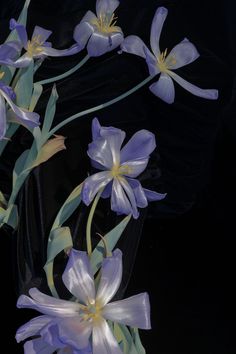 purple flowers with green stems on a black background