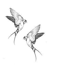 two birds flying side by side in the air