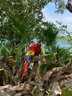 two colorful parrots sitting on top of a tree branch next to the ocean and trees