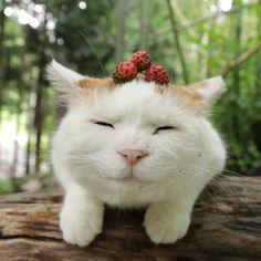 a white cat with a strawberry on top of it's head sitting on a log