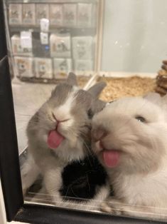 two white rabbits sticking their tongues out in front of a mirror and looking at the camera