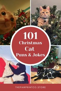 the top ten christmas cat puns and jokes for cats to put on their tree