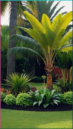 a palm tree surrounded by lush green plants