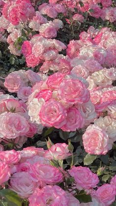 pink and white flowers are growing in the garden