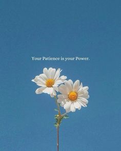 two white daisies with the words your patience is your power above them against a blue sky