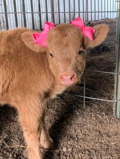 a baby cow with pink bows standing in a pen