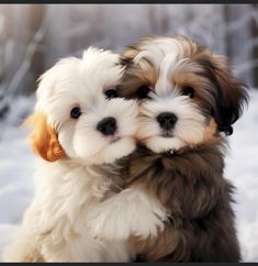 two puppies cuddling together in the snow