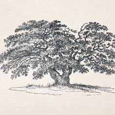 an ink drawing of a large tree