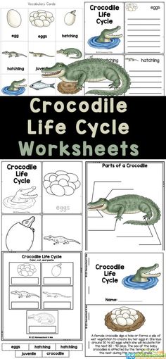 crocodile life cycle worksheets for kids to learn about the animals and their habitats