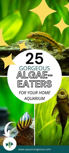 the cover of 25 gorgeous algae eaters for your home aquarium, including an image of a