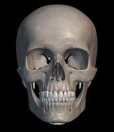 an image of a human skull that is in the process of retoutting it