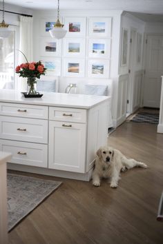 a dog laying on the floor in a kitchen