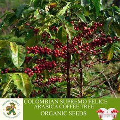 a close up of a tree with berries on it and the words colombia supremo felice arabica coffee tree organic seeds