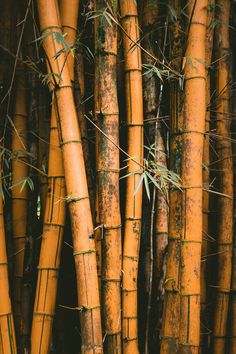 an image of bamboo trees that are very tall