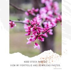 the pink flowers are blooming on the tree in front of the white paper background