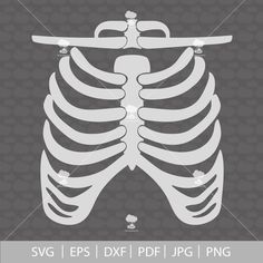 a skeleton with the ribs cut out