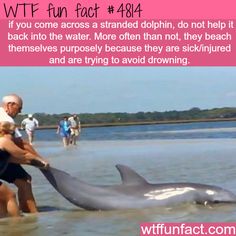 Stranded dolphins - WTF fun facts What The Fact, Unusual Facts, Wow Facts, True Facts, Life Facts, Look At You, Fun Fact