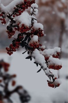 snow covered branches with red berries on them