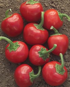 several red peppers are growing in the dirt