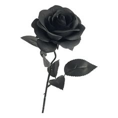 a single black rose on a white background