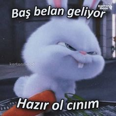 a white cat with an orange carrot in it's mouth and the caption says, bas belan geliyr ha